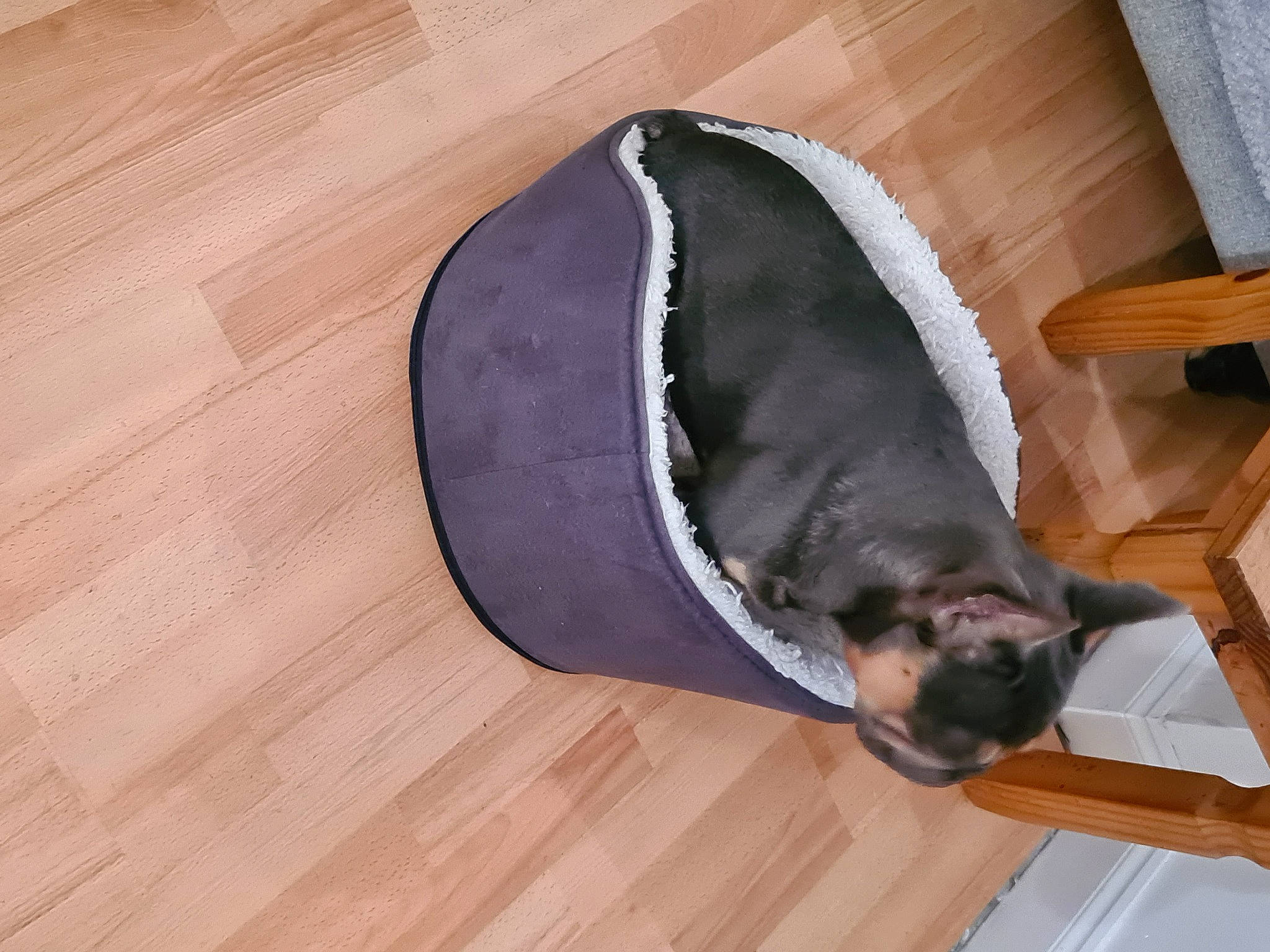 Hesh is registered to the contest to win money with this photo: brown, carnivore, cat, comfort, companion_dog, dog, dog_breed, fawn, felidae, floor, flooring, hardwood, laminate_flooring, pet_supply, small_to_medium_sized_cats, snout, tail, whiskers, wood, wood_stain