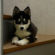 Aïka participe au concours pour gagner de l'argent avec cette photo : husky, puppy, dog, blue_eyes, fur, black_and_white, wooden_step, indoor, pet, young, cute, animal, canine, lying_down, staircase, portrait, looking_at_camera, ears_up, small_puppy, domestic_animal