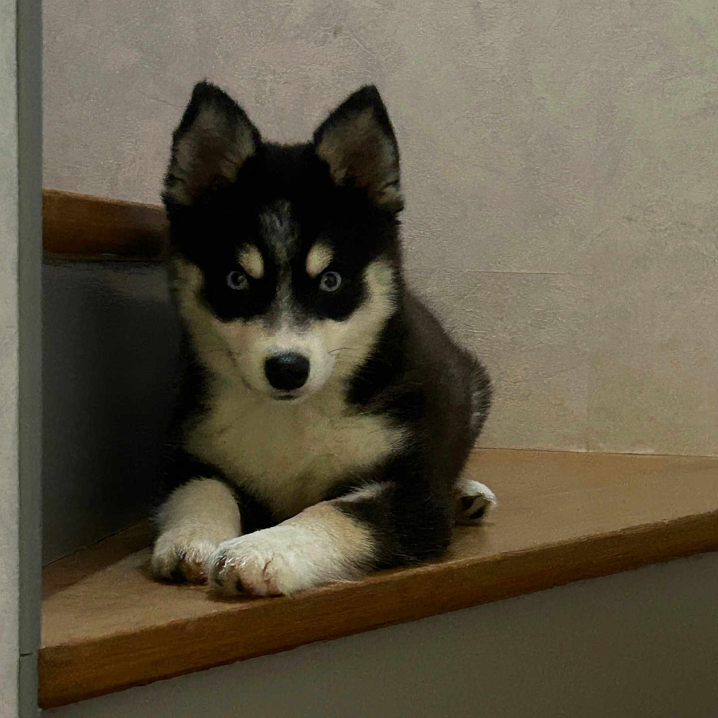 Aïka participe au concours pour gagner de l'argent avec cette photo : animal, black_and_white, blue_eyes, canine, cute, dog, domestic_animal, ears_up, fur, husky, indoor, looking_at_camera, lying_down, pet, portrait, puppy, small_puppy, staircase, wooden_step, young