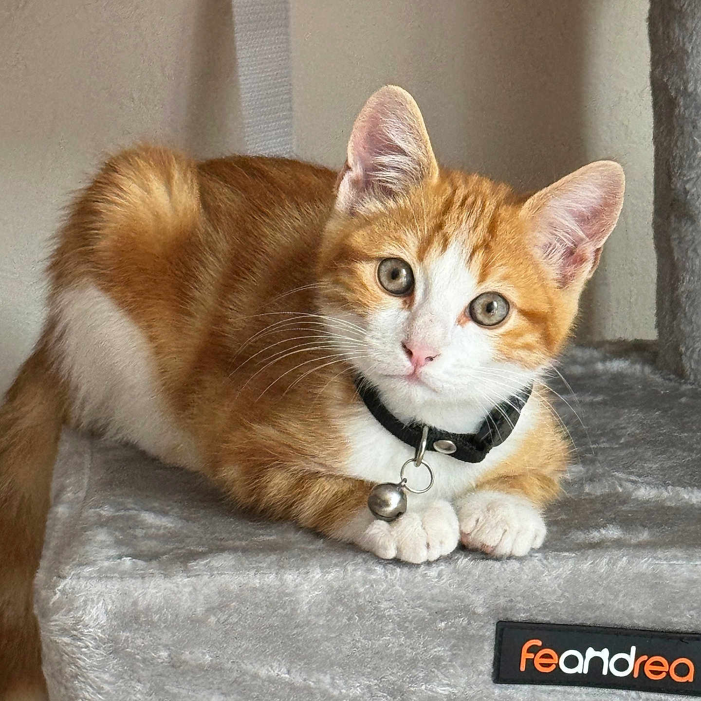 Woody a rejoint le concours — aidez-le/la à gagner de superbes lots ! abyssinian, accessories, angora, animal, blanket, cat, citrusfruit, collar, egyptiancat, food, fruit, indoors, kitten, leash, manx, orange, pet, plant, produce, strap