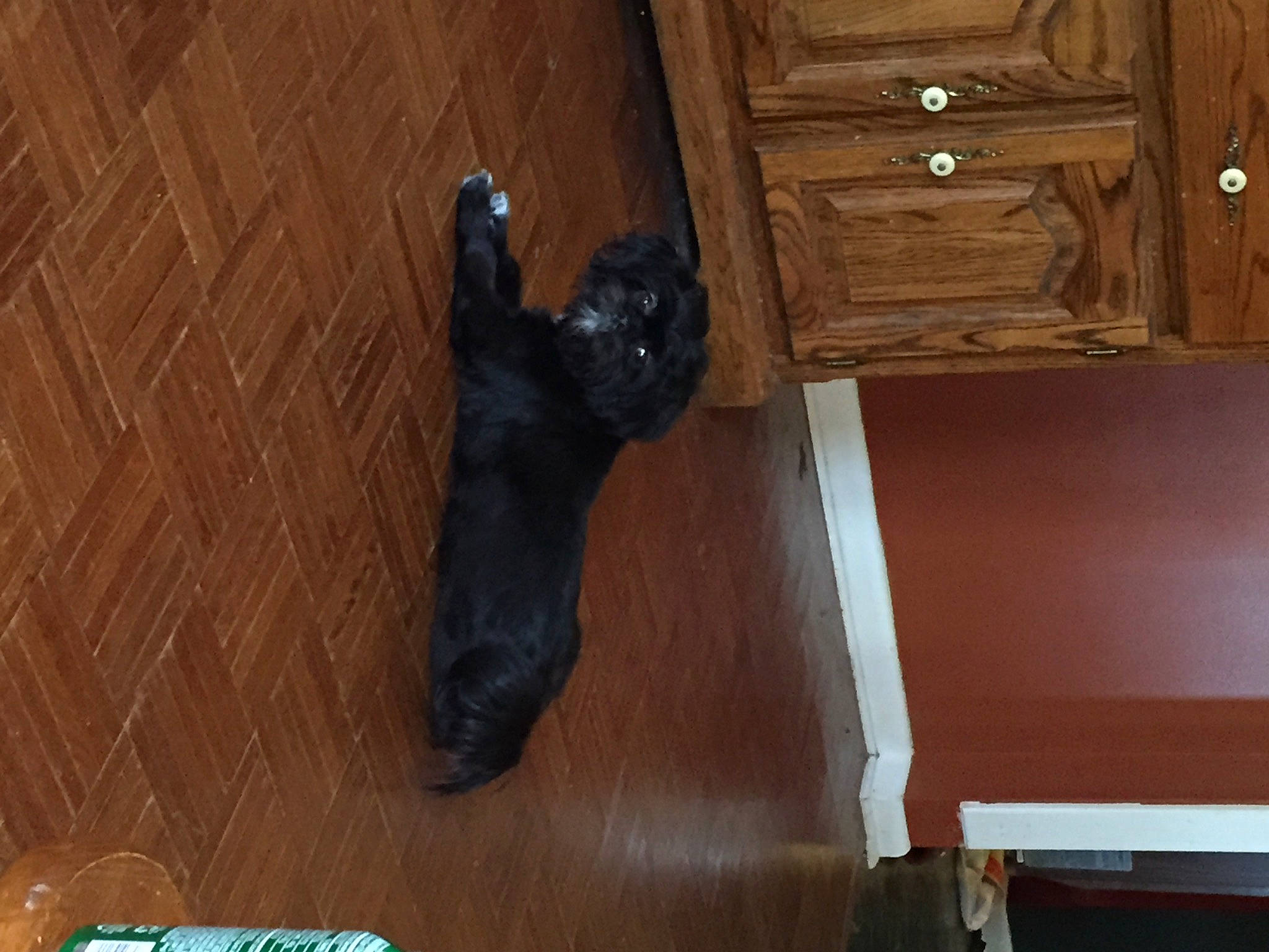 Gizmo is registered to the contest to win money with this photo: brown, cabinetry, carnivore, companion_dog, cupboard, dog, dog_breed, drawer, felidae, floor, flooring, fur, hardwood, plywood, room, small_to_medium_sized_cats, sporting_group, tail, wood, wood_stain