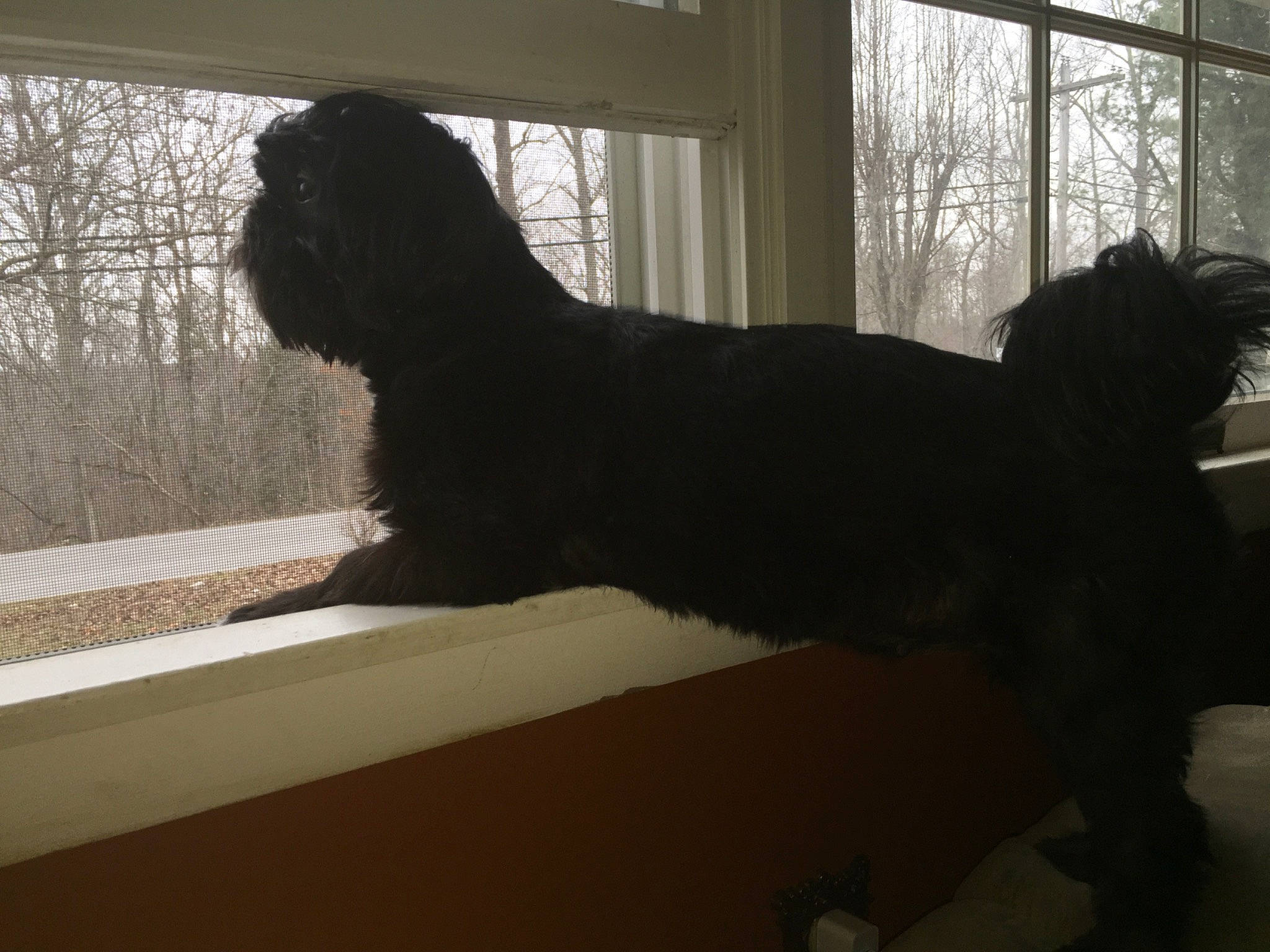 Gizmo is registered to the contest to win money with this photo: canidae, carnivore, companion_dog, dog, dog_breed, felidae, fur, liver, shade, shadow, small_to_medium_sized_cats, sporting_group, tail, terrestrial_animal, tints_and_shades, tree, water_dog, window, window_treatment, wood