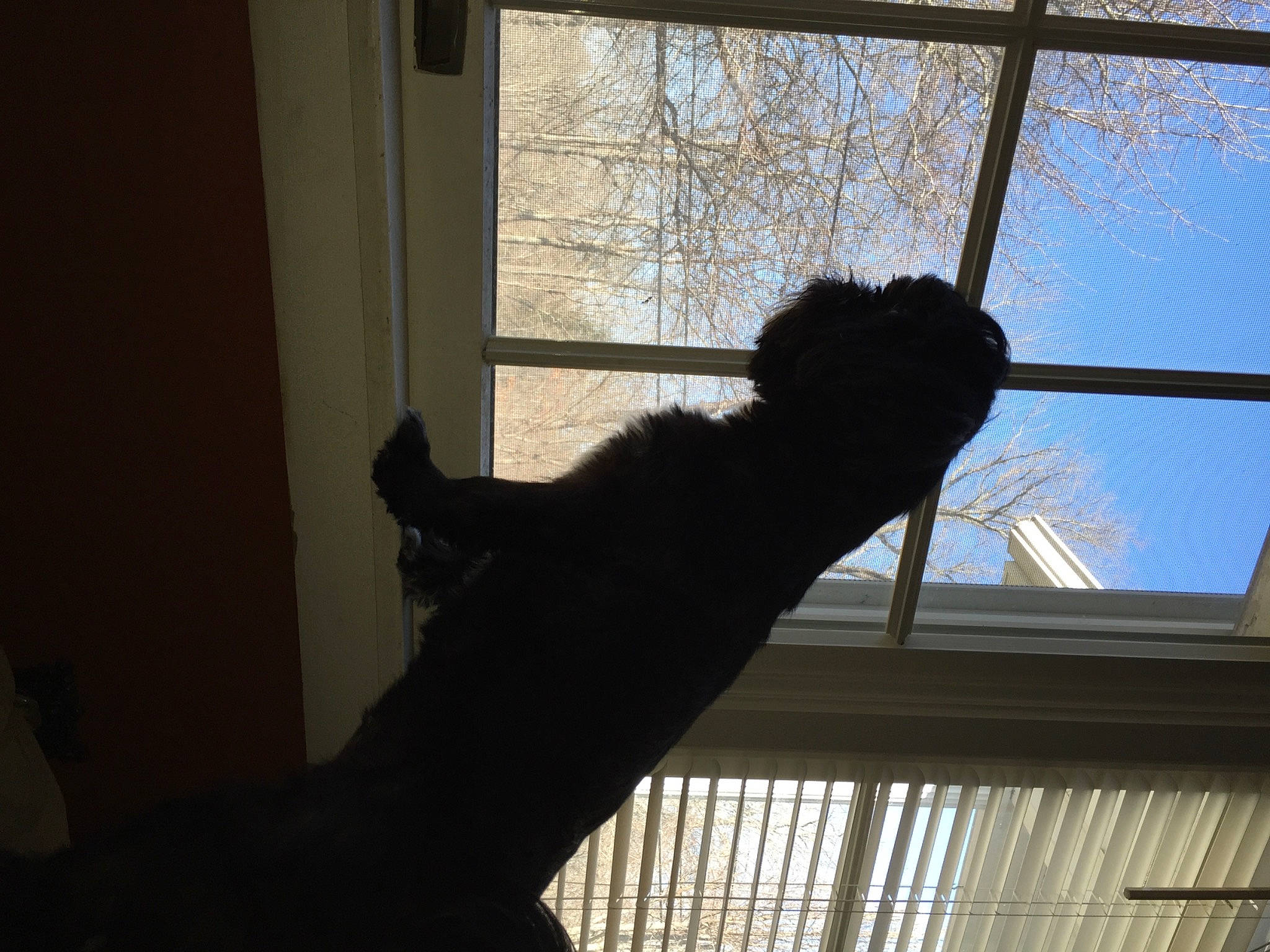 Gizmo joined the competition — help win amazing prizes! building, carnivore, cat, felidae, fixture, glass, hardwood, house, plant, sash_window, shade, sky, small_to_medium_sized_cats, tail, tints_and_shades, tree, window, window_covering, window_treatment, wood