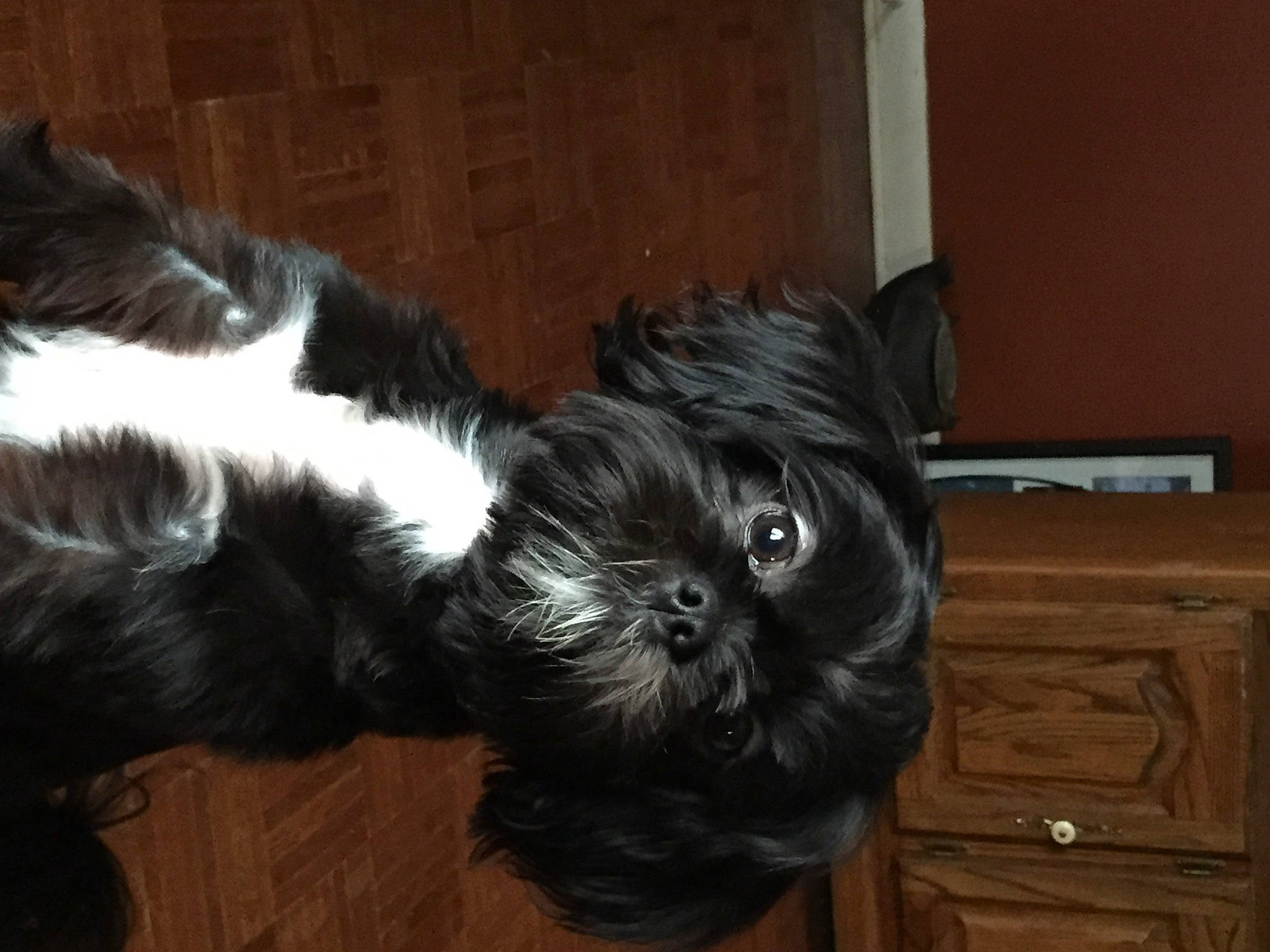 Gizmo is registered to the contest to win money with this photo: cabinetry, canidae, carnivore, companion_dog, dog, dog_breed, drawer, fur, hardwood, liver, shih_tzu, small_terrier, snout, sporting_group, tail, terrestrial_animal, toy_dog, whiskers, wood, working_animal