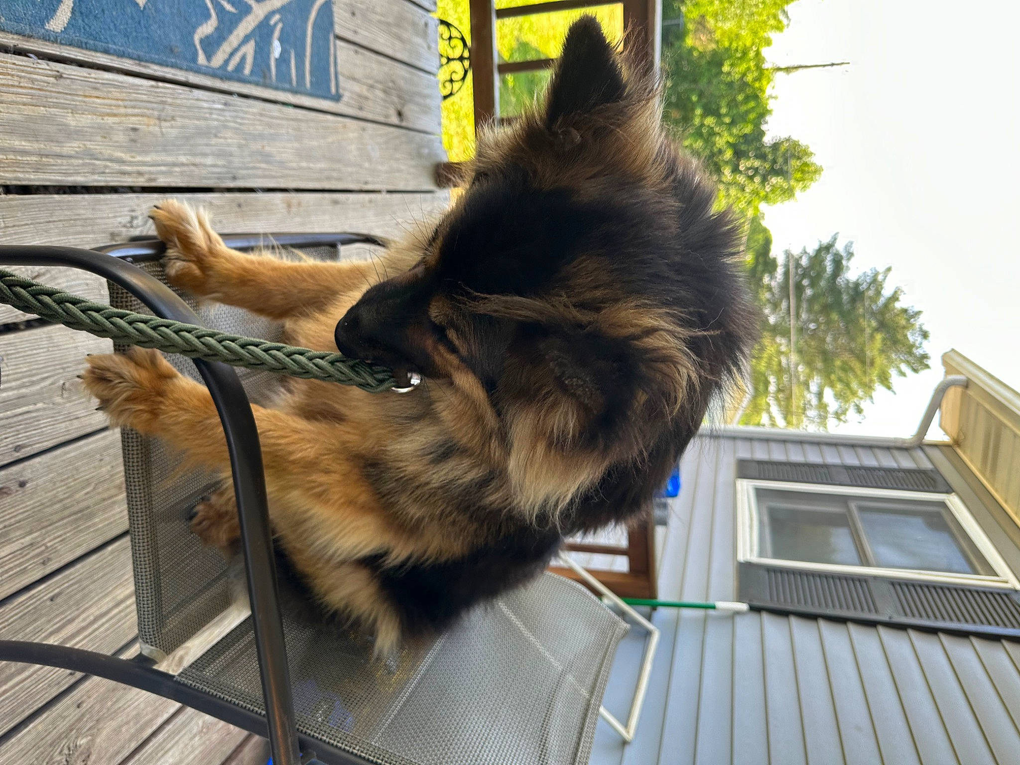 Mack is registered to the contest to win money with this photo: building, canidae, carnivore, claw, companion_dog, dog, dog_breed, domestic_short_haired_cat, felidae, fur, house, king_shepherd, old_german_shepherd_dog, sky, small_to_medium_sized_cats, snout, sporting_group, tail, window, wood