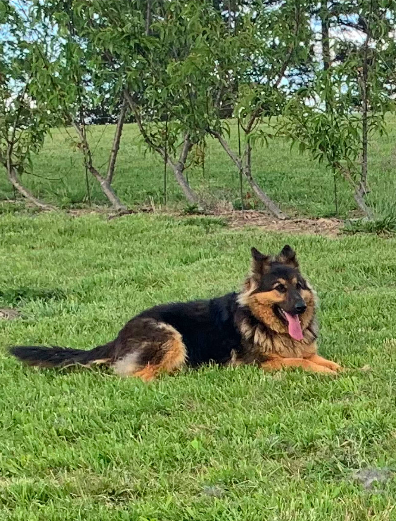Mack joined the competition — help win amazing prizes! belgian_shepherd_malinois, canidae, carnivore, dog, dog_breed, east_european_shepherd, german_shepherd_dog, grass, guard_dog, herding_dog, king_shepherd, old_german_shepherd_dog, plant, sporting_group, tail, terrestrial_animal, tervuren, tree, wildlife, working_dog