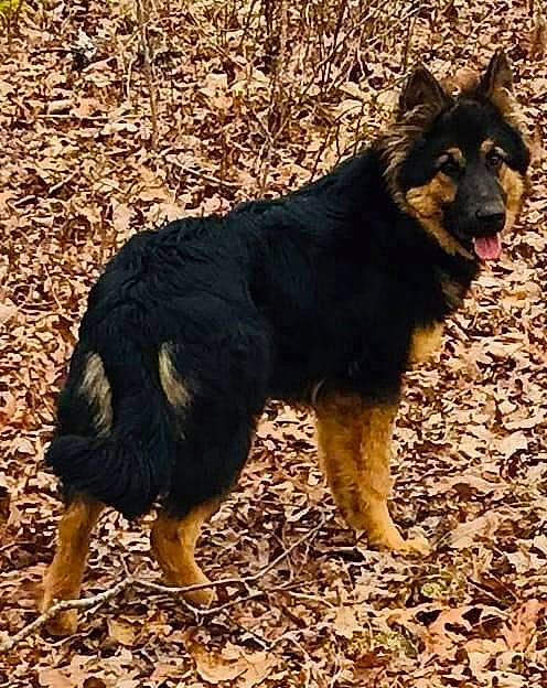 Mack joined the competition — help win amazing prizes! ancient_dog_breeds, bohemian_shepherd, canidae, carnivore, companion_dog, dog, dog_breed, east_european_shepherd, german_shepherd_dog, guard_dog, herding_dog, king_shepherd, old_german_shepherd_dog, snout, soil, sporting_group, terrestrial_animal, tervuren, working_animal, working_dog