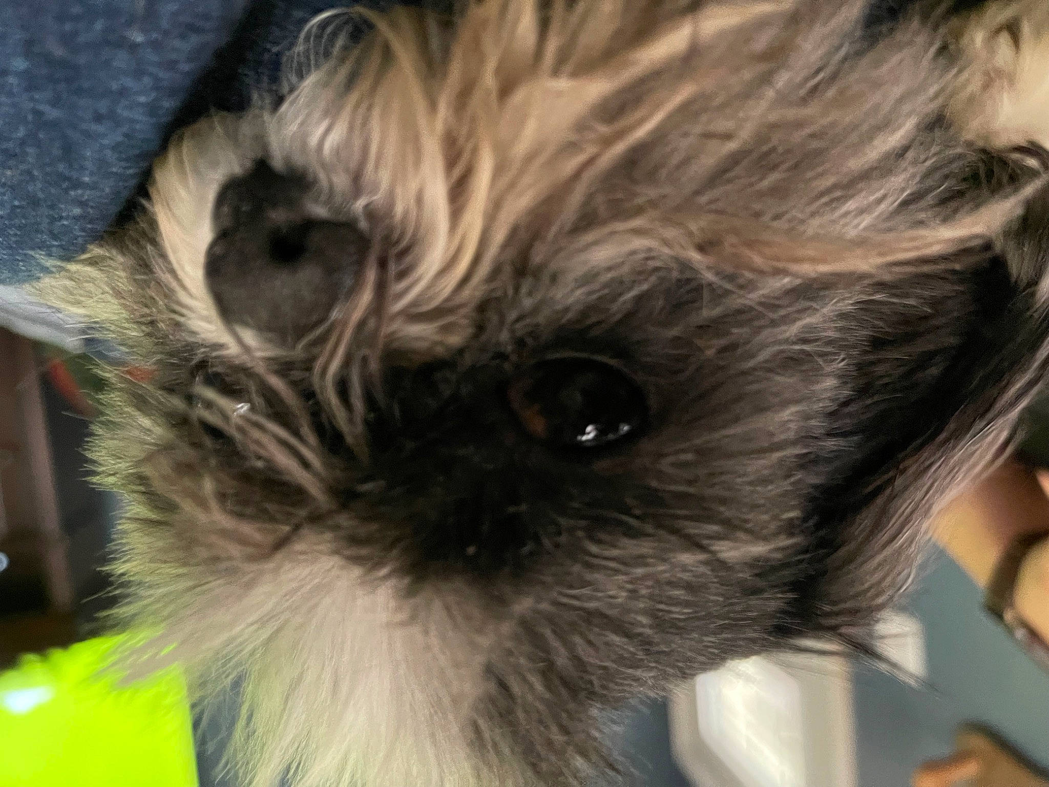 Shiloh is registered to the contest to win money with this photo: canidae, carnivore, close_up, collar, companion_dog, dog, dog_breed, dog_supply, ear, fawn, fur, liver, pet_supply, small_terrier, snout, sporting_group, terrier, toy_dog, whiskers, working_animal