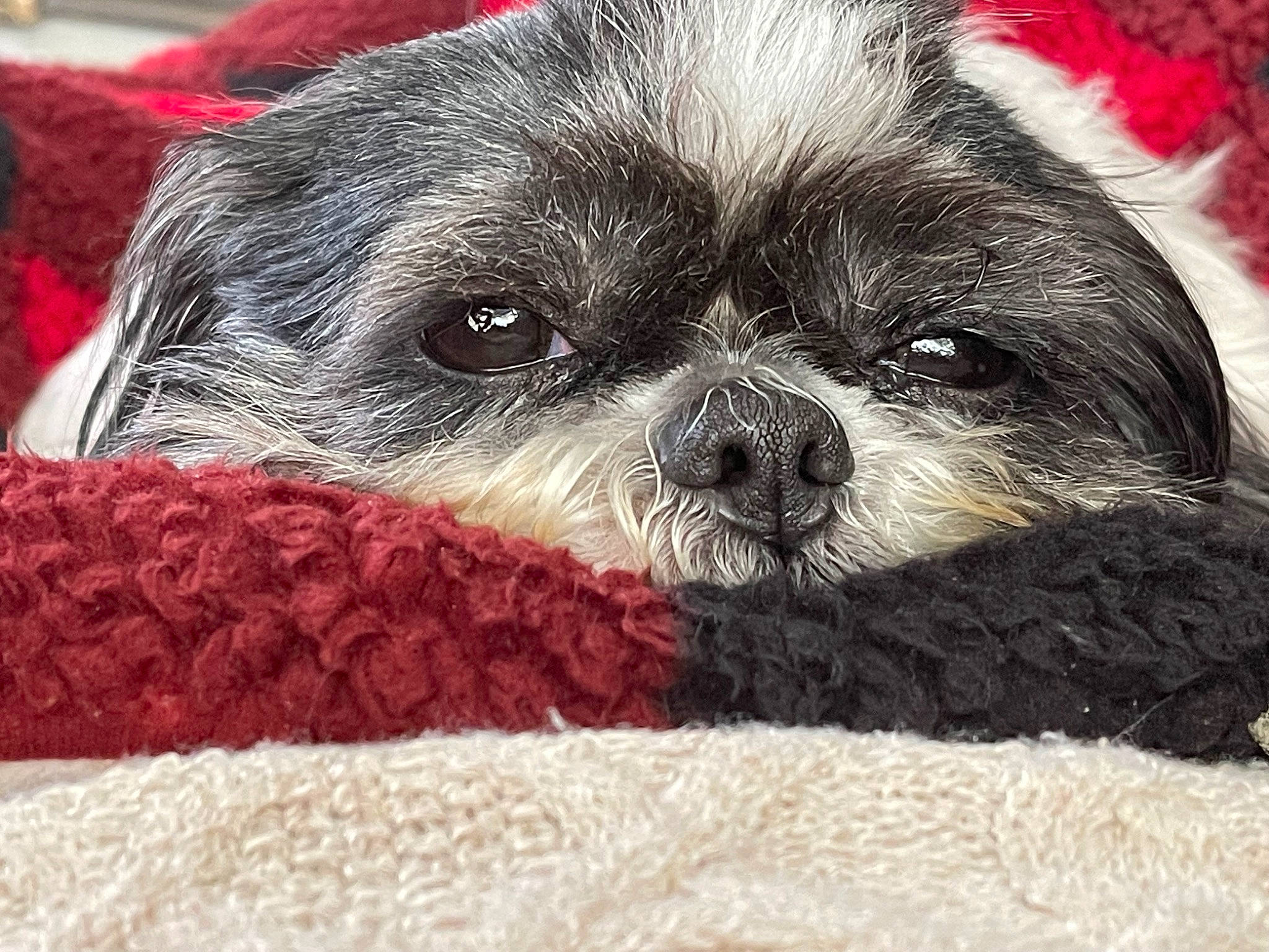 Shiloh is registered to the contest to win money with this photo: canidae, carnivore, comfort, companion_dog, dog, dog_breed, dog_supply, fawn, fur, liver, maltepoo, shih_poo, shih_tzu, small_terrier, snout, sporting_group, terrestrial_animal, toy_dog, whiskers, working_animal