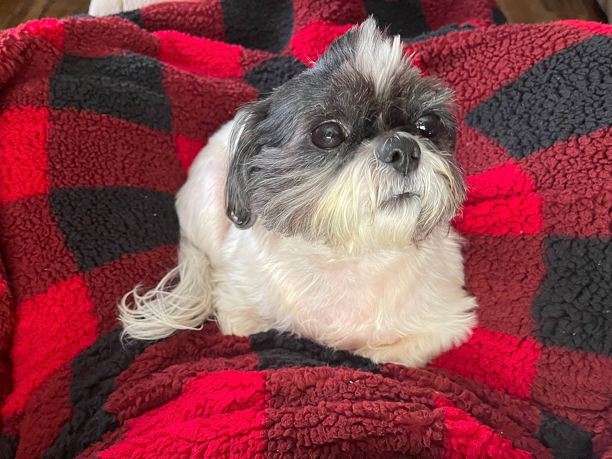 Shiloh is registered to the contest to win money with this photo: canidae, carnivore, comfort, companion_dog, dog, dog_breed, fawn, fur, liver, magenta, mal_shi, pattern, red, shih_poo, shih_tzu, snout, sporting_group, textile, toy_dog, working_animal