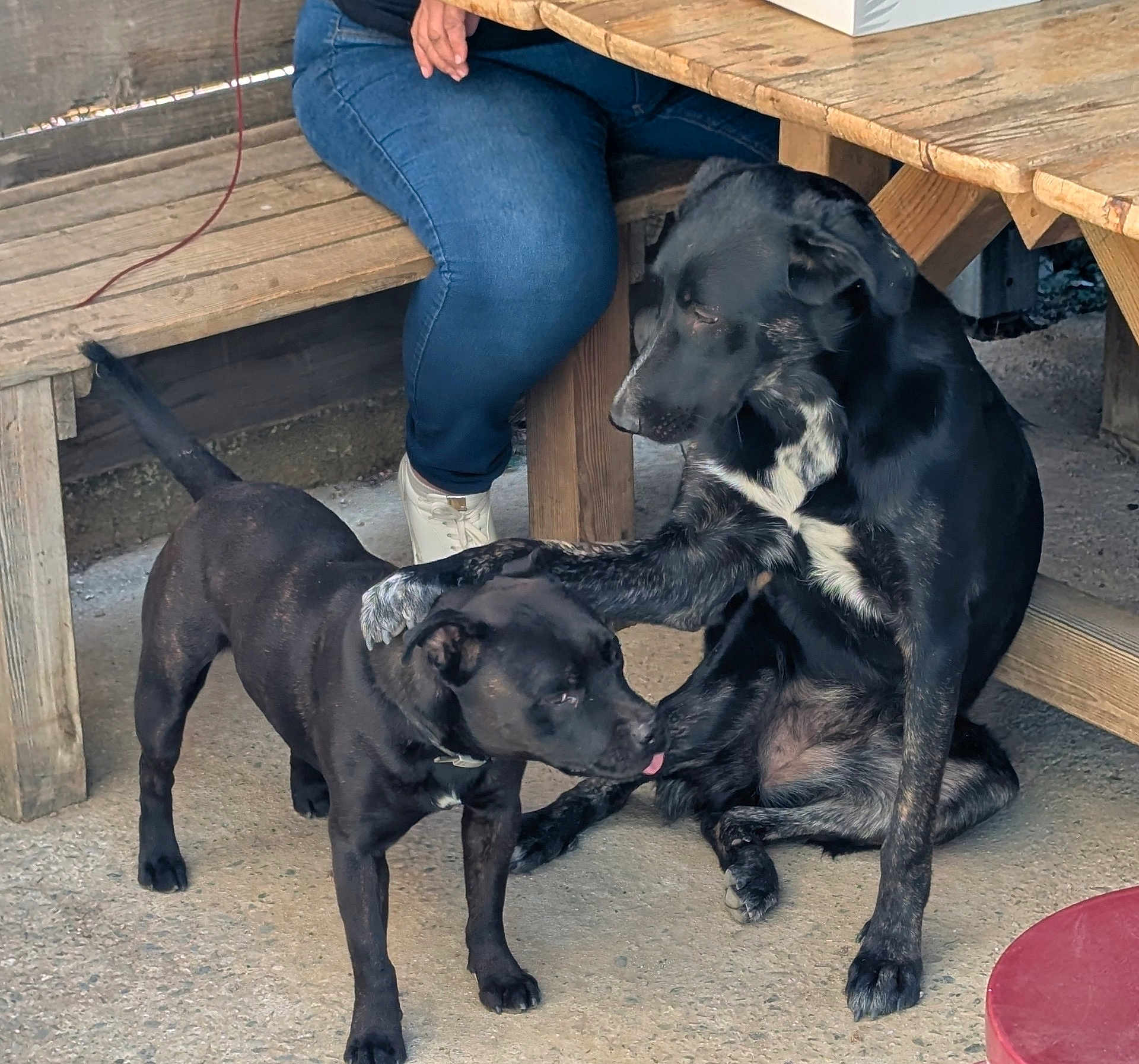 Maïko Et Moon a rejoint le concours — aidez-le/la à gagner de superbes lots ! dog, black_dog, animal, pet, outdoor, wooden_table, pavement, person, jeans, shoes, paw, interaction, companion, bench, resting, friendly, canine, fur, playful, candid