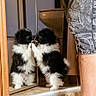 Nala joined the competition — help win amazing prizes! black_and_white, carpet, cute, dog, doorway, fluffy, fur, home, indoors, leg, mirror, nose_to_nose, person, pet, portrait, puppy, reflection, small_dog, stairs, standing