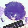 kitten, cat, fluffy, black_and_white, sleeping, closed_eyes, whiskers, fur, pet, animal, portrait, indoor, bed, blanket, cushion, soft, purple_tint, nameplate, text_overlay, cozy