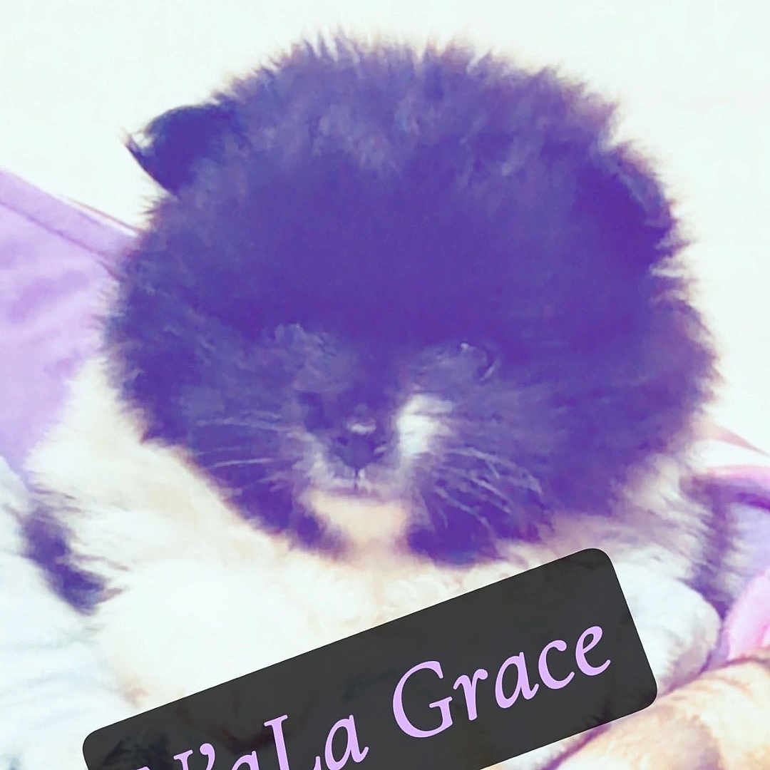 Nala