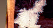 Nala is registered to the contest to win money with this photo: animal, black_and_white, blue_background, carpet, cat, cute, doorway, fluffy, full_body, indoors, kitten, long_hair, pet, photograph, playful, portrait, raised_paw, standing, vintage, wood