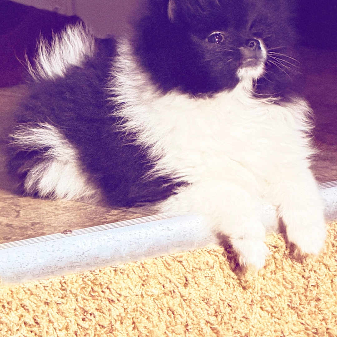 Nala