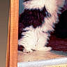 Nala joined the competition — help win amazing prizes! animal, black_and_white, carpet, cat, cozy, cute, doorway, floor, fluffy, home, indoors, kitten, long_hair, pet, playful, portrait, raised_paw, retro_photo, standing, wooden_frame