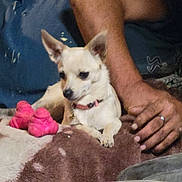 Sugar joined the competition — help win amazing prizes! arm, beige_blanket, blanket, brown_blanket, canine, collar, companion, cozy, dog, fur, hand, indoor, person, pet, pink_toy, relaxed, resting, ring, small_dog, toy