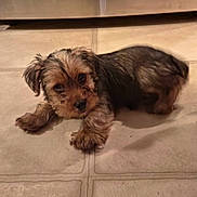 Louie is registered to the contest to win money with this photo: animal, brown_fur, cute, dog, face, floor, floppy_ears, home, indoor, lighting, long_hair, lying_down, paws, pet, portrait, puppy, shaggy_fur, sleepy, small_dog, tile_floor
