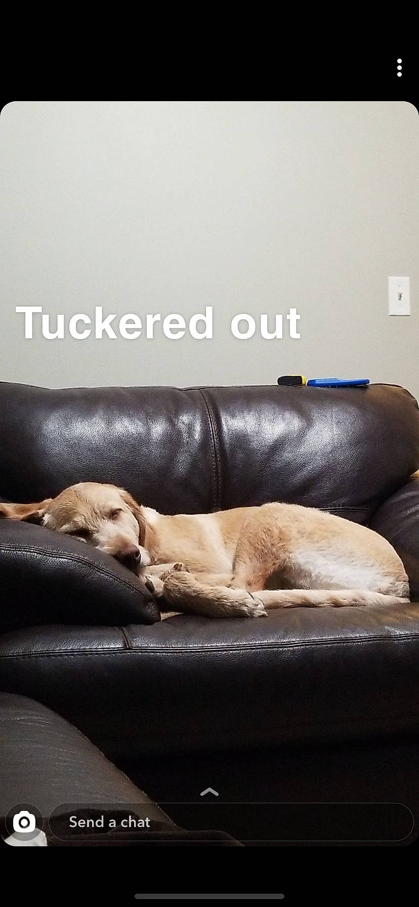 Philly is registered to the contest to win money with this photo: canidae, carnivore, comfort, companion_dog, couch, dog, dog_bed, dog_breed, furniture, golden_retriever, labrador_retriever, lurcher, retriever, sporting_group, vizsla