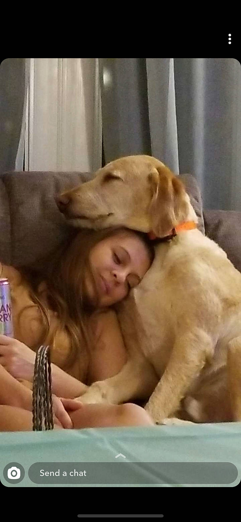 Philly joined the competition — help win amazing prizes! canidae, carnivore, companion_dog, dog, dog_breed, fawn, golden_retriever, retriever, sporting_group, vizsla, weimaraner