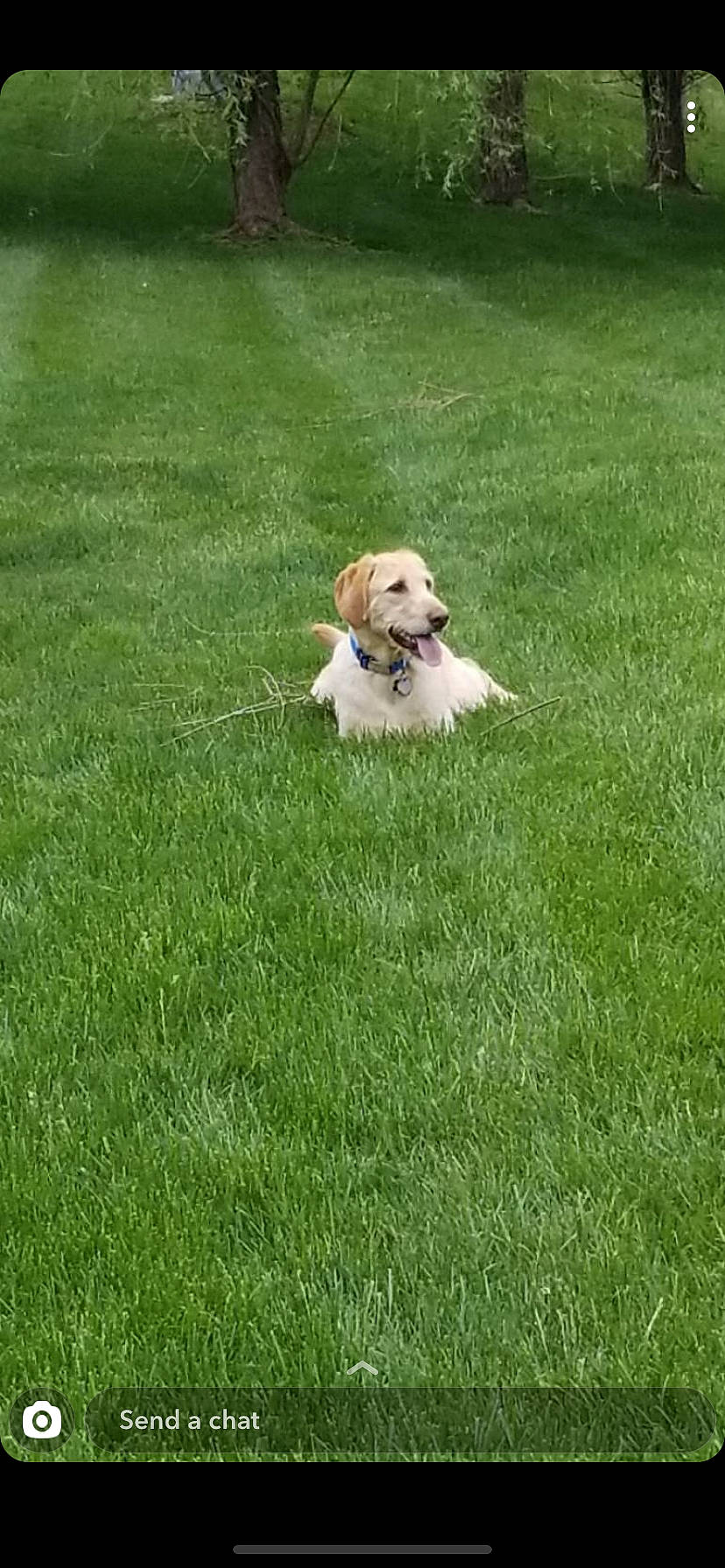 Philly joined the competition — help win amazing prizes! american_cocker_spaniel, canidae, carnivore, companion_dog, dog, dog_breed, golden_retriever, grass, grass_family, green, labrador_retriever, lawn, mammal, plant, puppy, retriever, sporting_group, vertebrate