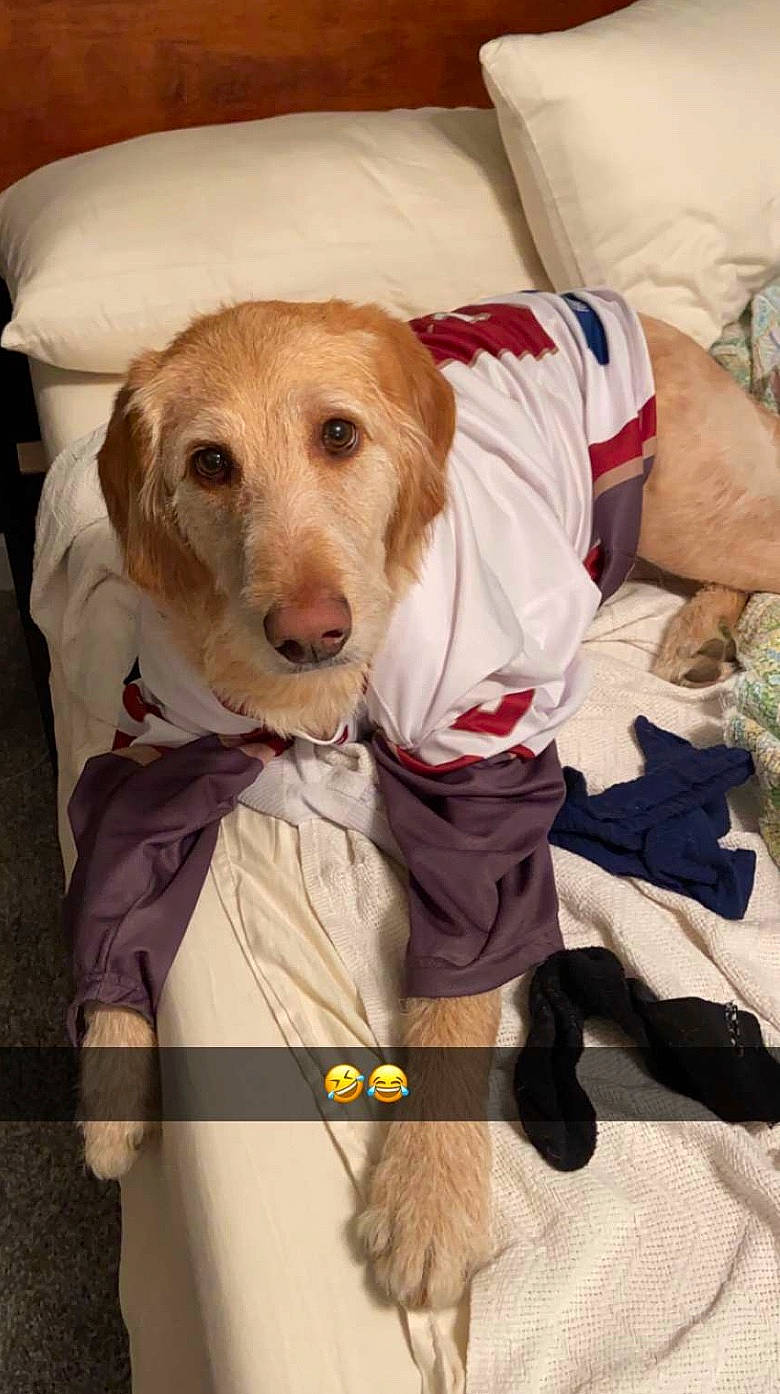 Philly is registered to the contest to win money with this photo: beagador, canidae, carnivore, companion_dog, dog, dog_breed, fawn, golden_retriever, hunting_dog, labrador_retriever, puppy, retriever, snout, sporting_group