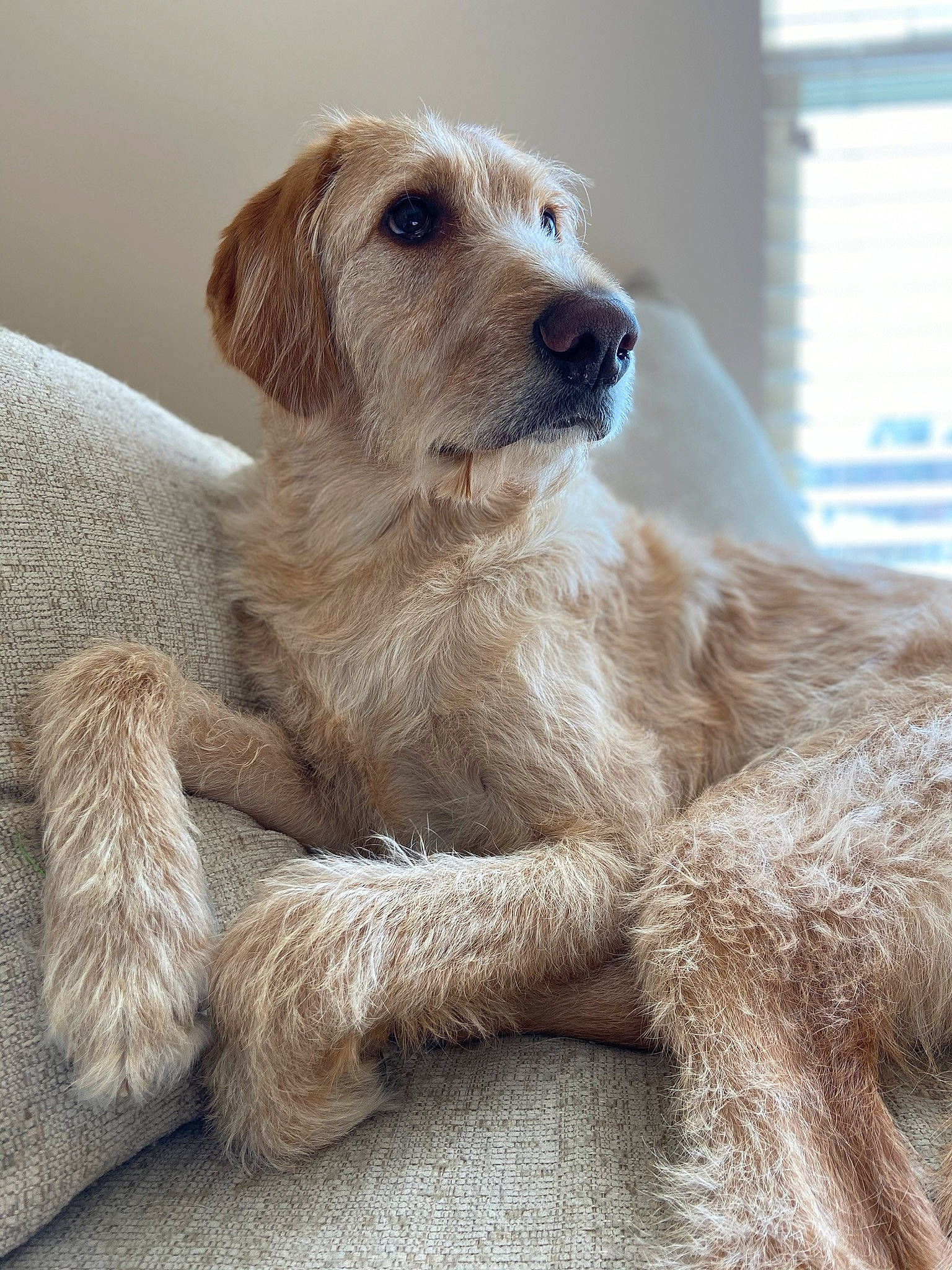 Philly joined the competition — help win amazing prizes! basset_fauve_de_bretagne, canidae, carnivore, companion_dog, dog, dog_breed, fawn, fur, golden_retriever, irish_wolfhound, istrian_coarse_haired_hound, labradoodle, mammal, puppy, rare_breed_dog, snout, spinone_italiano, sporting_group, styrian_coarse_haired_hound, vertebrate