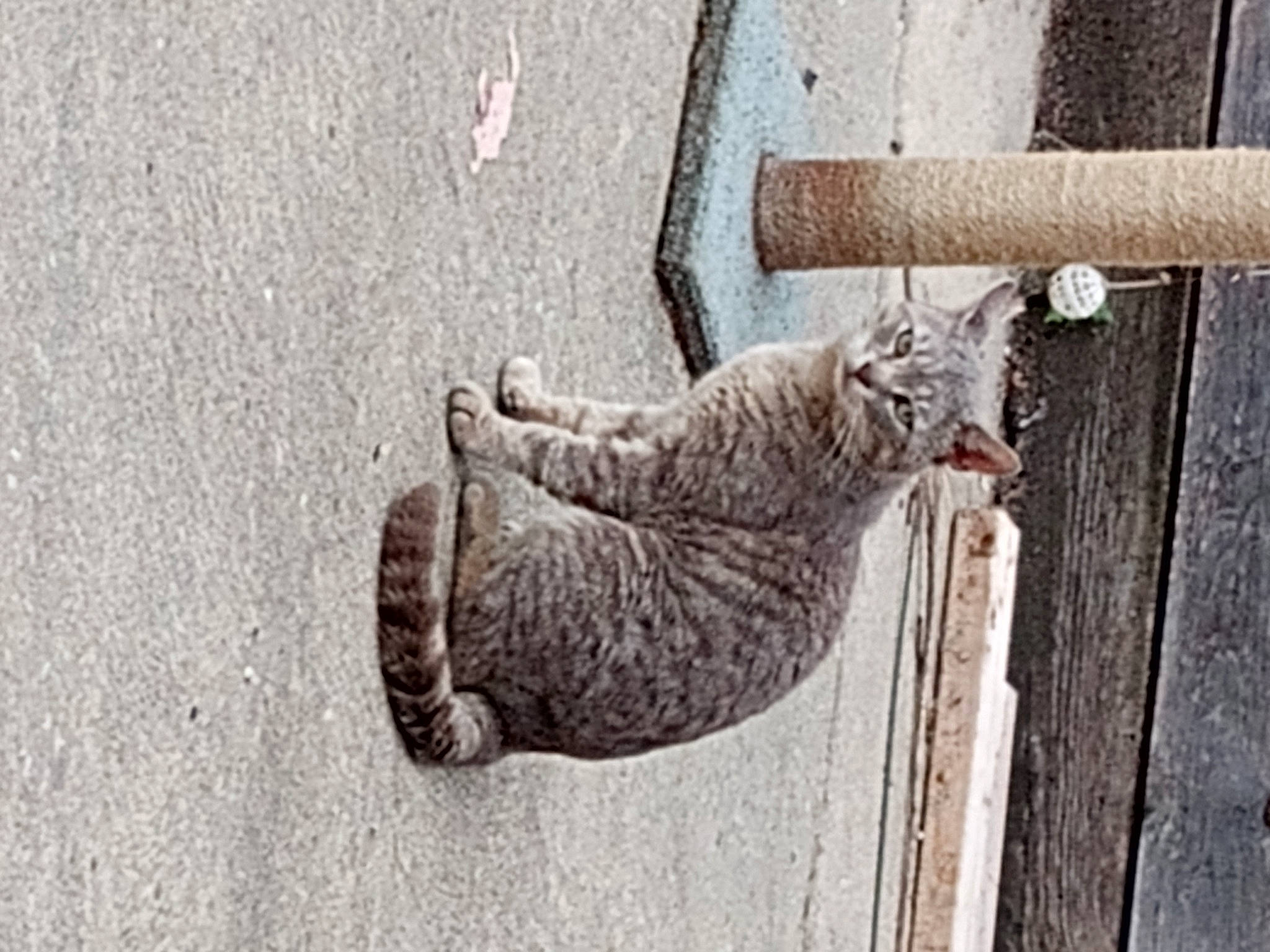 Poppy joined the competition — help win amazing prizes! art, carnivore, cat, concrete, domestic_short_haired_cat, felidae, fur, grey, line, monochrome, monochrome_photography, plant, small_to_medium_sized_cats, tail, terrestrial_animal, tree, wall, whiskers, window, wood