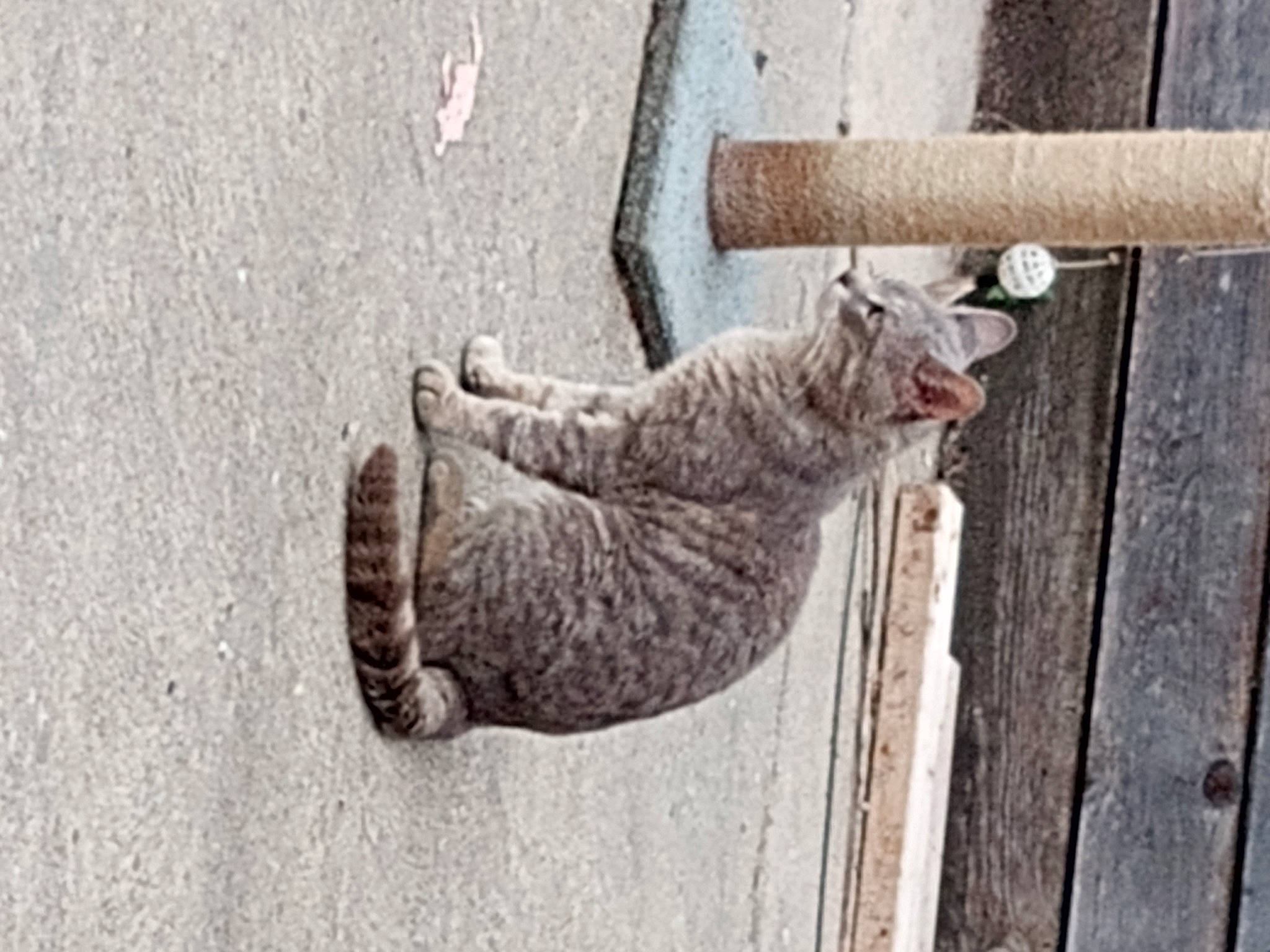 Poppy is registered to the contest to win money with this photo: asphalt, carnivore, cat, concrete, domestic_short_haired_cat, felidae, fur, grey, line, pattern, plant, road_surface, rope, small_to_medium_sized_cats, snout, tail, tree, whiskers, window, wood