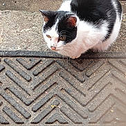 Spotty is registered to the contest to win money with this photo: animal, black_and_white, cat, close_up, concrete, crouching, curious, daylight, ears, eyes, feline, ground, mat, nature, outdoor, pet, side_view, texture, urban, whiskers