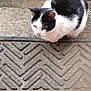 animal, black_and_white, cat, close_up, concrete, crouching, curious, daylight, ears, eyes, feline, ground, mat, nature, outdoor, pet, side_view, texture, urban, whiskers