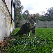 Artémis a rejoint le concours — aidez-le/la à gagner de superbes lots ! cat, tabby, grass, outdoor, fence, building, greenery, collar, animal, nature, tree, sky, curious, pet, mammal, ground, plant, daytime, walking, fur