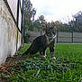 cat, tabby, grass, outdoor, fence, building, greenery, collar, animal, nature, tree, sky, curious, pet, mammal, ground, plant, daytime, walking, fur