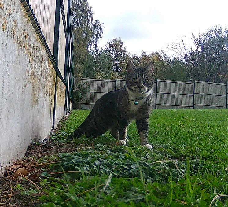 Artémis a rejoint le concours — aidez-le/la à gagner de superbes lots ! cat, tabby, grass, outdoor, fence, building, greenery, collar, animal, nature, tree, sky, curious, pet, mammal, ground, plant, daytime, walking, fur