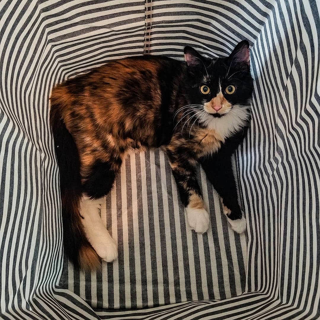 Ember is registered to the contest to win money with this photo: american_bobtail, american_shorthair, american_wirehair, asian, black_cat, carnivore, cat, domestic_short_haired_cat, european_shorthair, felidae, fur, illustration, kitten, polydactyl_cat, small_to_medium_sized_cats, tabby_cat, tail, whiskers, wild_cat