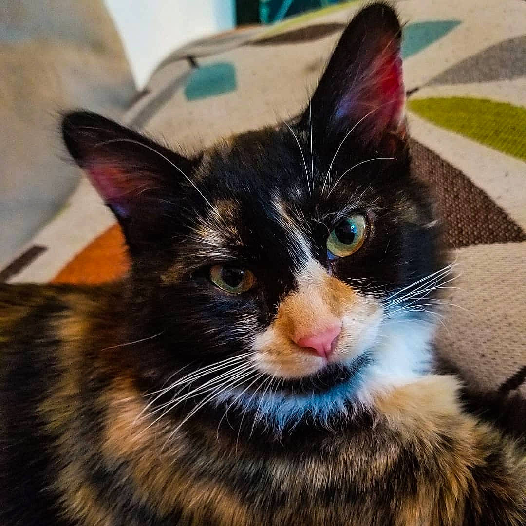 Ember joined the competition — help win amazing prizes! aegean_cat, carnivore, cat, domestic_short_haired_cat, ear, european_shorthair, eye, felidae, fur, iris, kitten, mammal, sky, small_to_medium_sized_cats, snapshot, snout, tabby_cat, whiskers