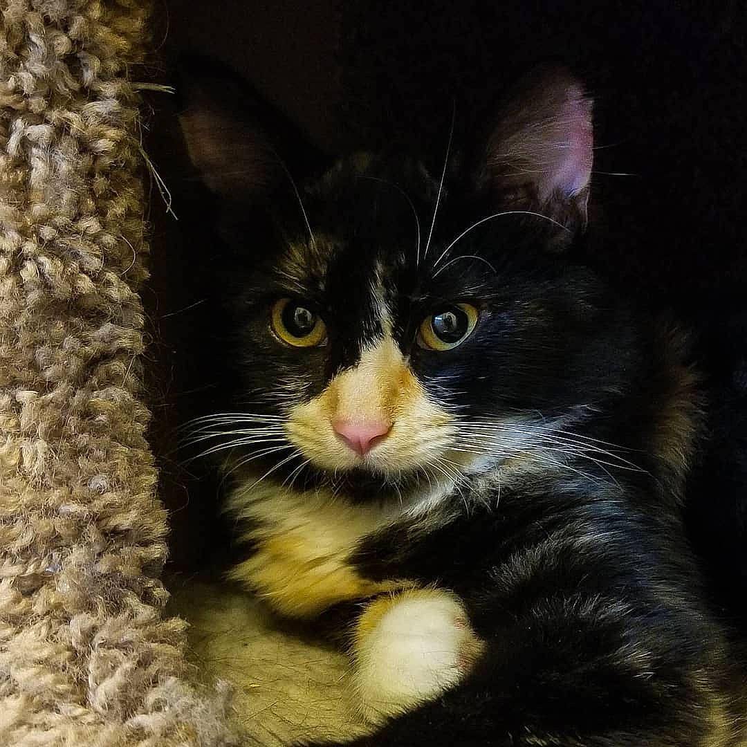 Ember joined the competition — help win amazing prizes! american_wirehair, asian, black_cat, carnivore, cat, domestic_long_haired_cat, domestic_short_haired_cat, european_shorthair, eye, felidae, fur, kitten, mammal, norwegian_forest_cat, polydactyl_cat, small_to_medium_sized_cats, snout, tabby_cat, whiskers, wild_cat