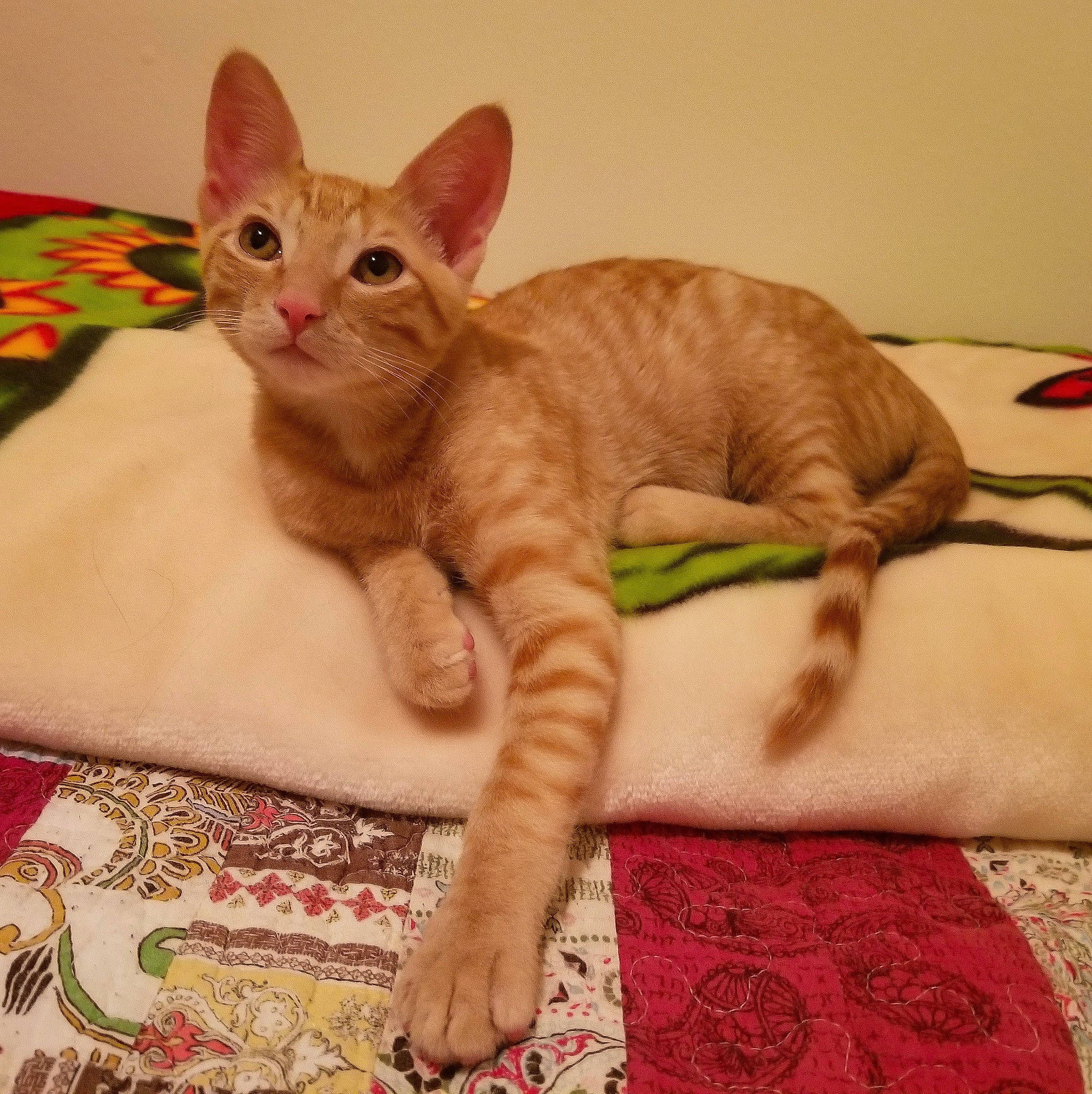 Elton joined the competition — help win amazing prizes! arabian_mau, asian, australian_mist, carnivore, cat, cornish_rex, domestic_short_haired_cat, donskoy, european_shorthair, fawn, felidae, german_rex, kitten, mammal, oriental_shorthair, rex_cat, small_to_medium_sized_cats, tail, vertebrate, whiskers