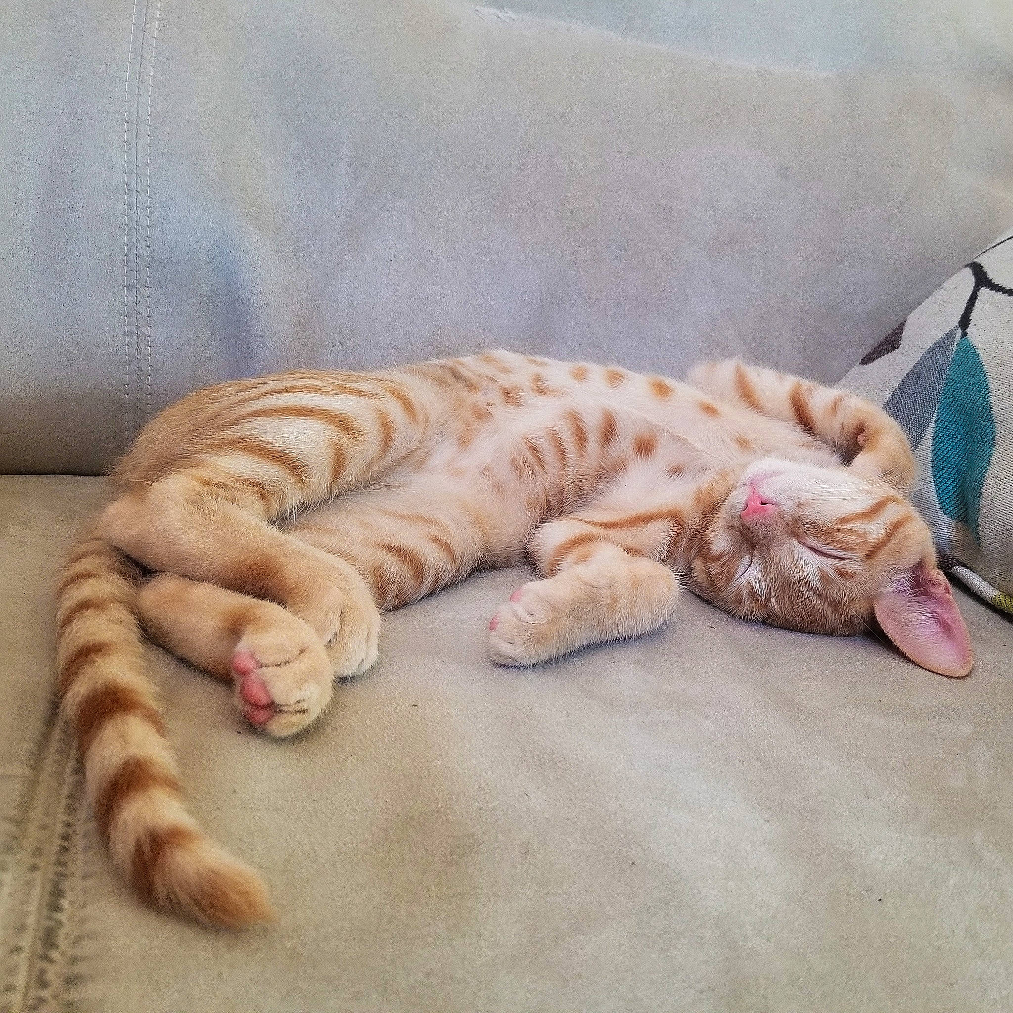 Elton joined the competition — help win amazing prizes! arabian_mau, bengal, carnivore, cat, claw, dragon_li, european_shorthair, fawn, felidae, fur, kitten, nap, paw, skin, sleep, small_to_medium_sized_cats, tabby_cat, tail