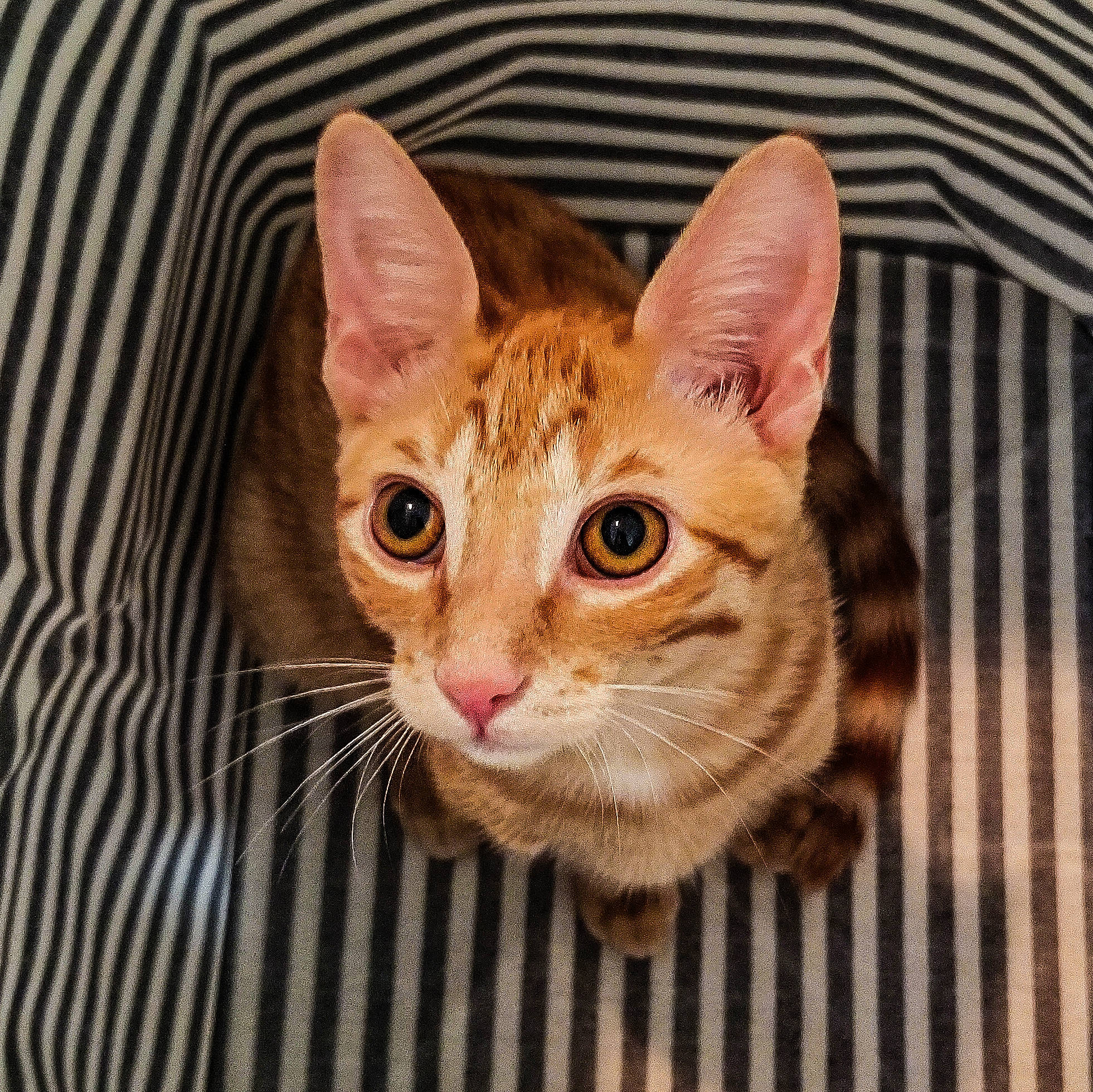 Elton is registered to the contest to win money with this photo: arabian_mau, asian, australian_mist, bengal, carnivore, cat, chausie, domestic_short_haired_cat, european_shorthair, eye, felidae, german_rex, kitten, mammal, ocicat, small_to_medium_sized_cats, sokoke, tabby_cat, vertebrate, whiskers