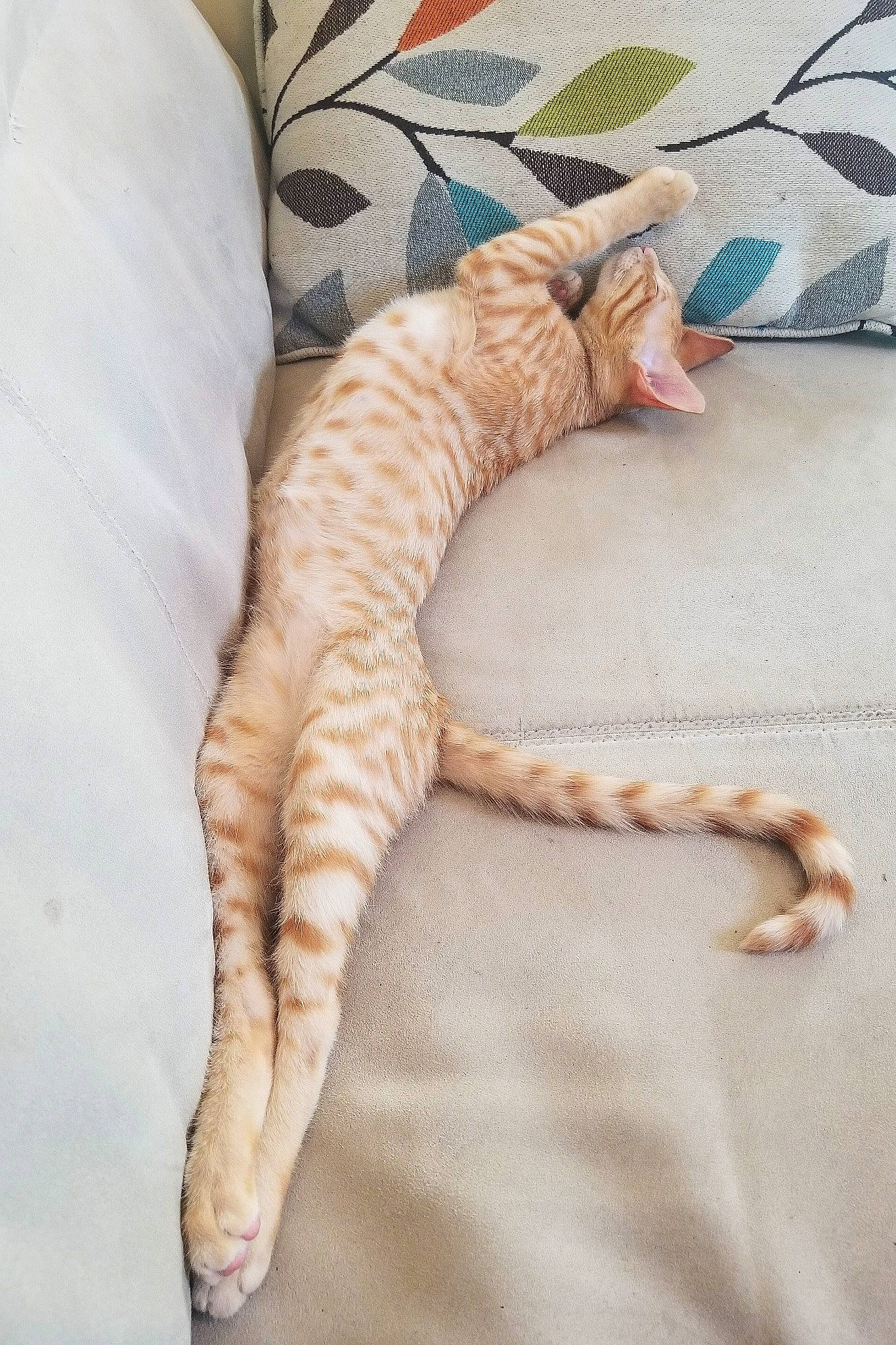 Elton is registered to the contest to win money with this photo: carnivore, cat, claw, cornish_rex, fawn, felidae, fur, kitten, organism, small_to_medium_sized_cats, tabby_cat, tail