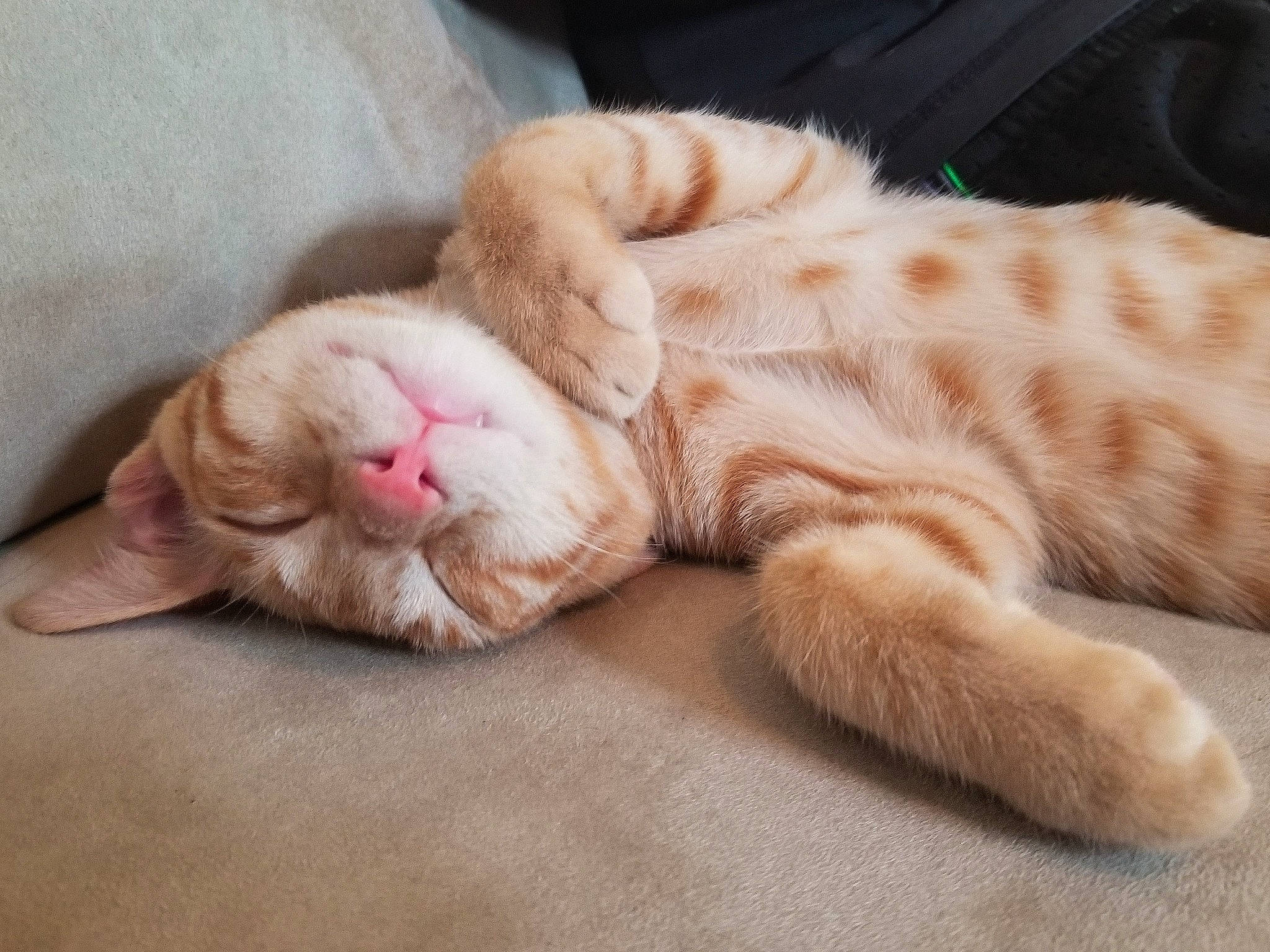 Elton joined the competition — help win amazing prizes! american_shorthair, carnivore, cat, claw, ear, european_shorthair, fawn, felidae, fur, kitten, nap, nose, paw, skin, sleep, small_to_medium_sized_cats, snout, tabby_cat, tail, whiskers