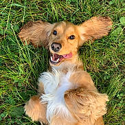Pomme a rejoint le concours — aidez-le/la à gagner de superbes lots ! dog, golden_retriever, puppy, grass, tongue_out, ears_flopped, happy, playful, outdoor, cute, pet, animal, fur, nature, smiling, lying_down, greenery, summer, young, canine