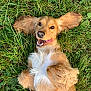 dog, golden_retriever, puppy, grass, tongue_out, ears_flopped, happy, playful, outdoor, cute, pet, animal, fur, nature, smiling, lying_down, greenery, summer, young, canine