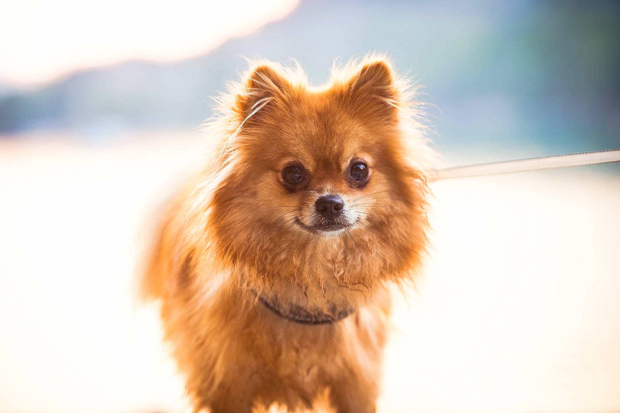 Nala participe au concours pour gagner de l'argent avec cette photo : canidae, carnivore, companion_dog, dog, dog_breed, ear, fawn, fur, german_spitz, german_spitz_klein, german_spitz_mittel, liver, snout, spitz, sporting_group, terrestrial_animal, toy_dog, volpino_italiano, whiskers, working_animal