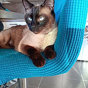 Shalom a rejoint le concours — aidez-le/la à gagner de superbes lots ! animal, blue_eyes, cat, chair, closeup, domestic, floor, fur, furniture, indoor, kitchen, looking_away, mammal, paw, pet, relaxed, resting, siamese_cat, tile_floor, turquoise