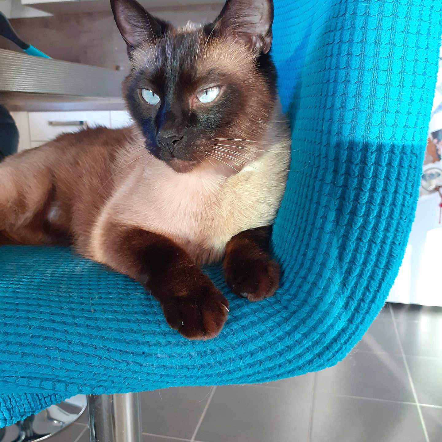 Shalom a rejoint le concours — aidez-le/la à gagner de superbes lots ! animal, blue_eyes, cat, chair, closeup, domestic, floor, fur, furniture, indoor, kitchen, looking_away, mammal, paw, pet, relaxed, resting, siamese_cat, tile_floor, turquoise