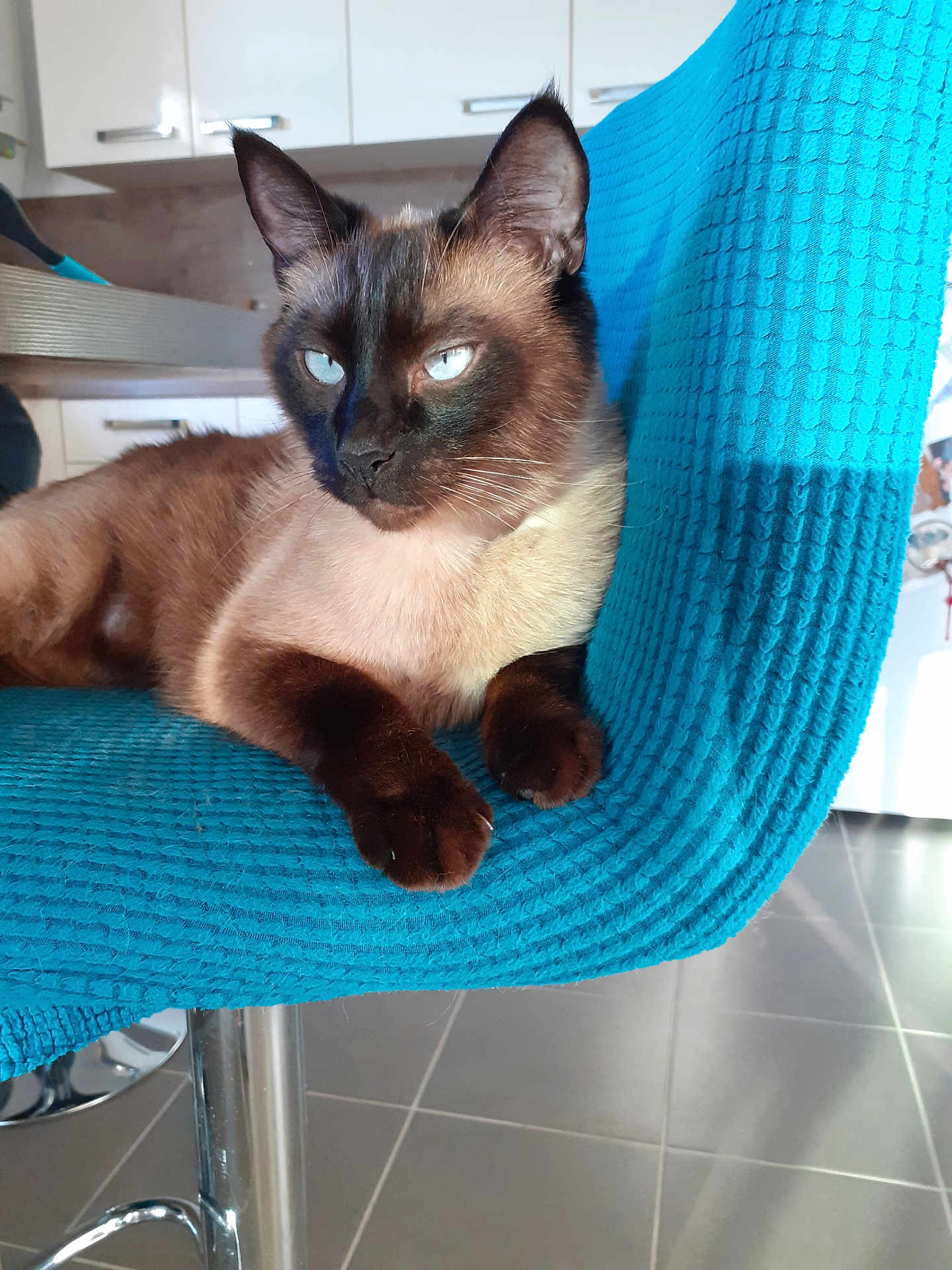 Shalom a rejoint le concours — aidez-le/la à gagner de superbes lots ! animal, blue_eyes, cat, chair, closeup, domestic, floor, fur, furniture, indoor, kitchen, looking_away, mammal, paw, pet, relaxed, resting, siamese_cat, tile_floor, turquoise
