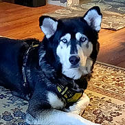 Sarge joined the competition — help win amazing prizes! dog, husky, blue_eyes, lying, rug, indoor, wooden_floor, toy, furniture, table, pet, animal, canine, house, floor_covering, domestic, looking, calm, black_and_white, harness